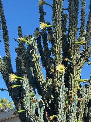 Rare to find a cactus in bloom
