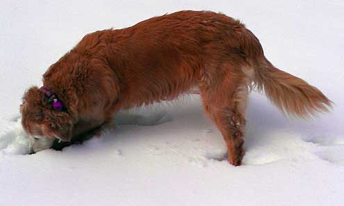 Morgan loves the snow