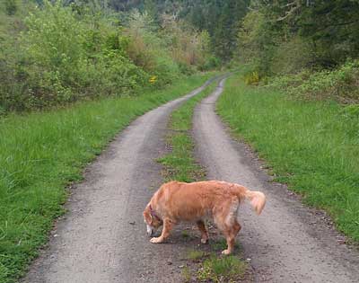 Searching the trail behind our trailer