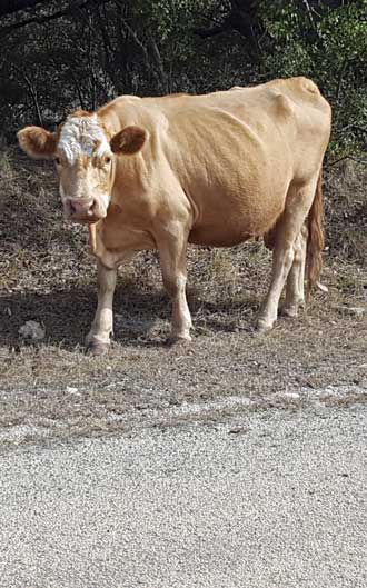 Many cattle guards and loose livestock