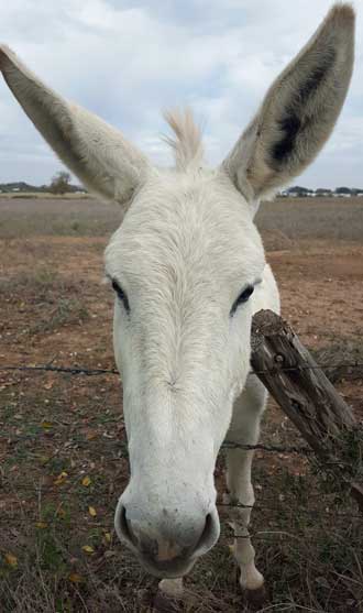 A new friend on today's ride