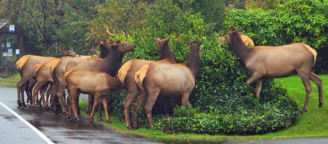 Coast Elk