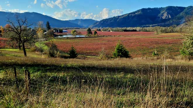 Norris Blueberry Farm