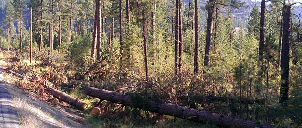 Results of July 20 windstorm in this area