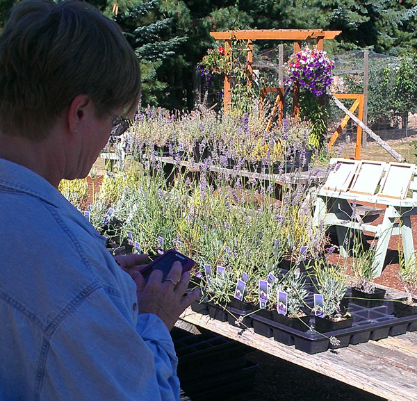 Gwen is researching the type of Lavender she likes