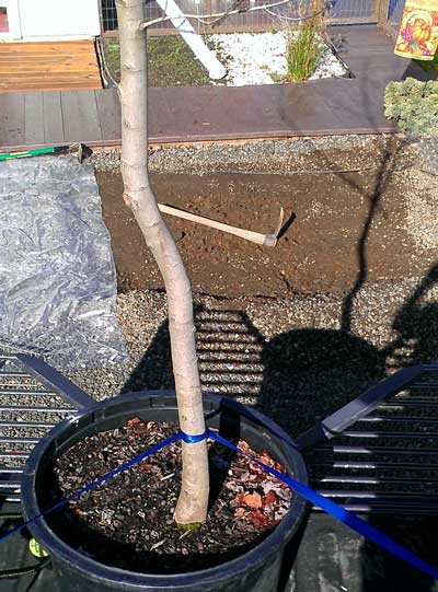 I prepare the area for our new Red Maple