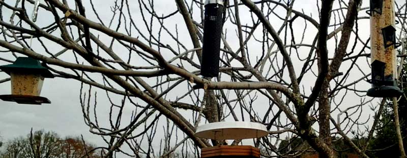 Birdfeeder tree