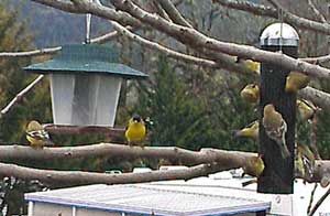 Our new hobby, feeding the Finches