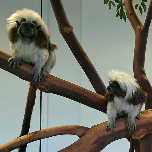 These are cute little monkeys