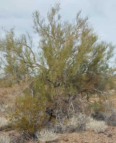 Palo Verde Tree