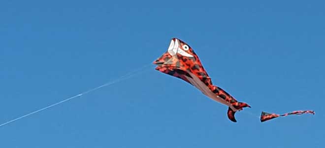 Large Dolphin Kite