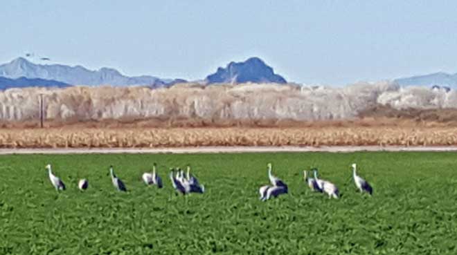 Cibola National Wildlife Refuge, Sandhill Cranes