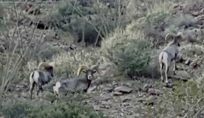 Big Horn Sheep on the hill