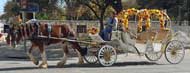 Buggy rides