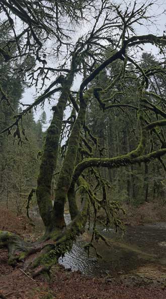 Scenes on the Trail of Ten Falls