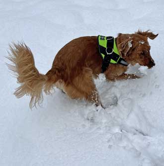 Abby loves the snow