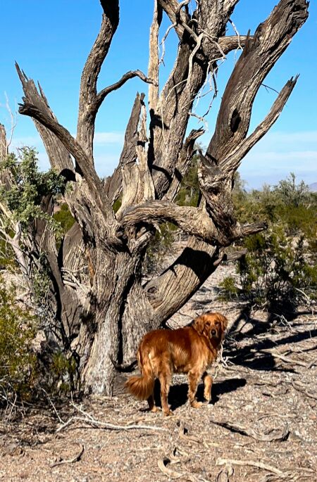 Desert hiking with Abby