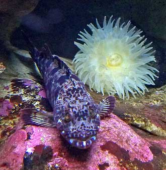 Rock cod about to smile