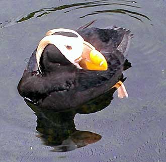 Tufted Puffins