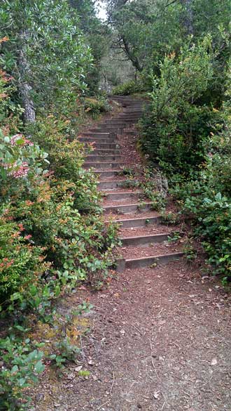 Waxmyrtle trail, a 1.25 mile hike to the ocean