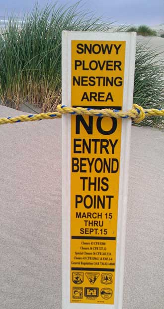 Much of the beach is off limits to protect the Snowy Plover