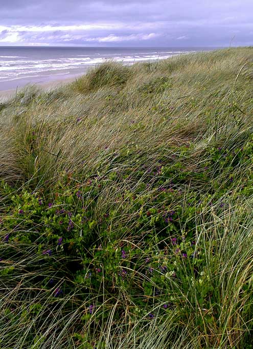 Looking north on the beach near Waxmyrtle campground