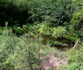 The head of the Metolius River, Behind: Looking downstream from the head of the Metolius