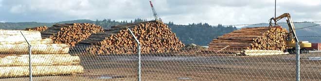 Logs on their way to China, Behind: another view of log exports