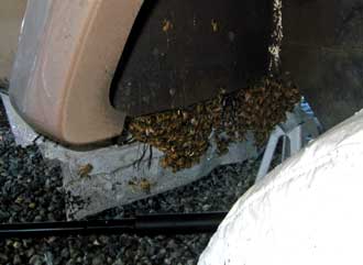 The honey bees have found an ideal location for the new hive