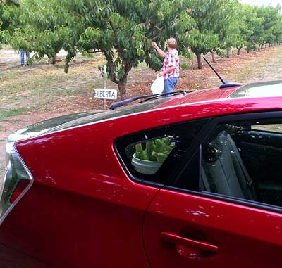 Miss Scarlett goes off road and takes us to the vegitable farm, Behind: We've got to have fresh corn.