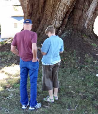 Ralph and Gwen at the oldest Cypress tree in Oregon, Behind: overview of the tree