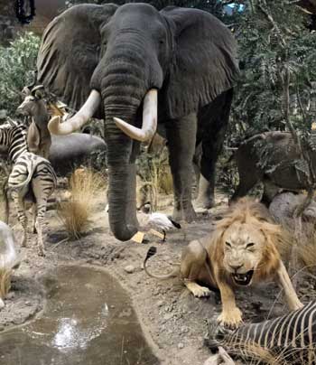 Visiting Cabela's in Verdi, Behind: Panorama of the world animal display