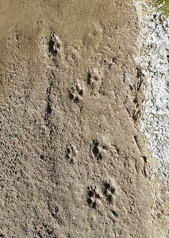 Are these Coyote tracks?, Behind: Life in the desert, NPS sign 