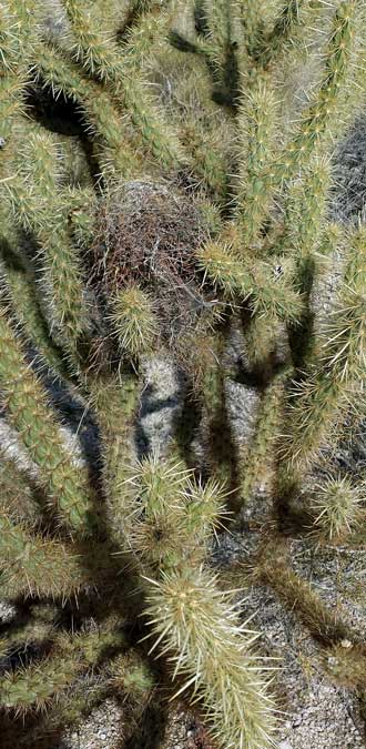 A bird next in a Cholla, Behind: Close-up view of the nest