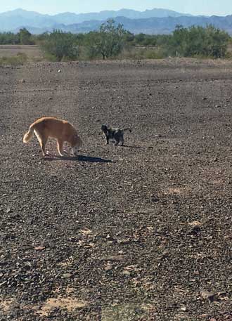 Morgan and Annie enjoy the desert