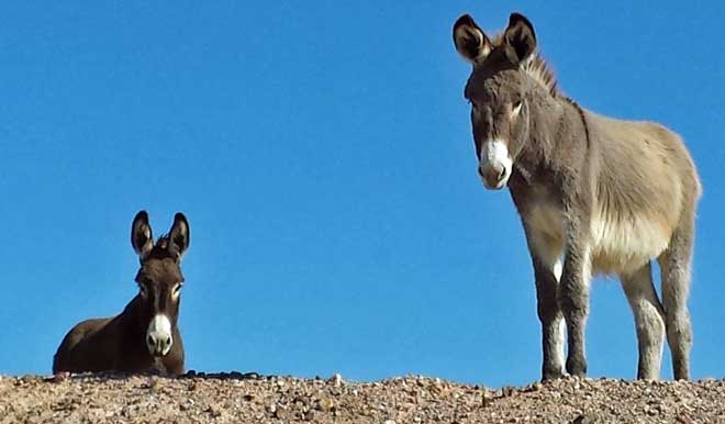 Wild burros near our campsite, Behind, Another view