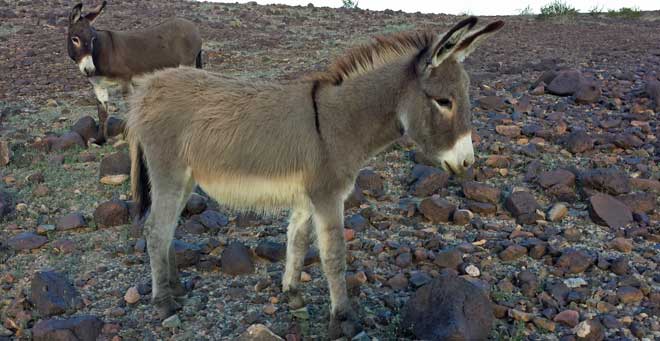 We find the wild burros, Behind: another view