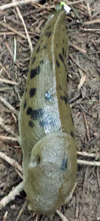 Lots of slugs in Oregon, this one on our trail, Behind: Dale hiking, the lake in the background