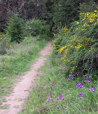 Cooper Creek Trail