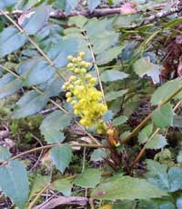 Oregon grape, the state flower, Behind: hiking among the moss and ferns