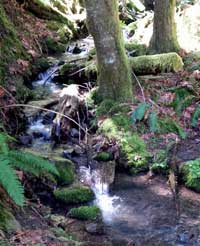 One of the many creeks crossing the trail, Behind: The historic Mott bridge