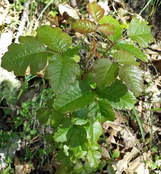 Poison Oak