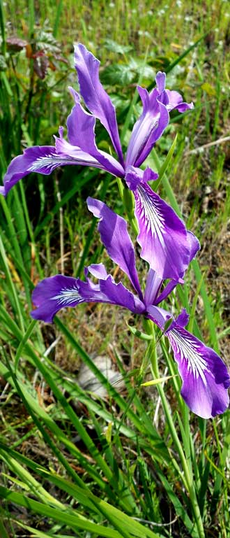 Wild Iris with Poison Oak in the background, Behind: the REWARD