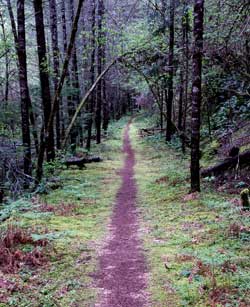 The "Green Tunnel", Behind: A wet cave