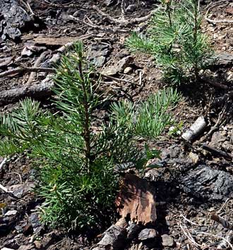 New growth everywhere in this burned forest, Behind: Hiking club looking a Mt. Bailey