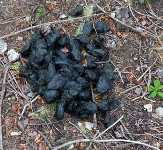 Bear poop found all along the trail, Behind: Snaow on top of Rattlesnake Mountain