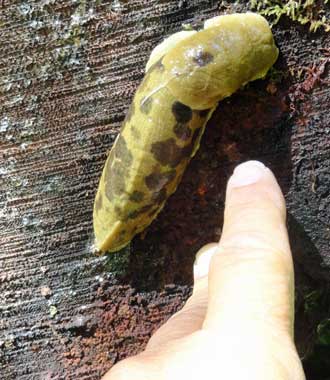 Oregon Slug, Behind: Timber Valley hikers