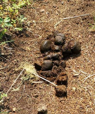 Horse manure on the trail, Behind: hazy view caused by the smoke of wildfires