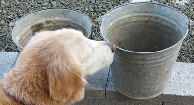 Gwen's buckets