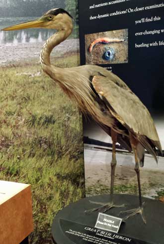 Inside the South Slough Estuary Visitor Center, Behind: beginning the 3 mile hiking tour